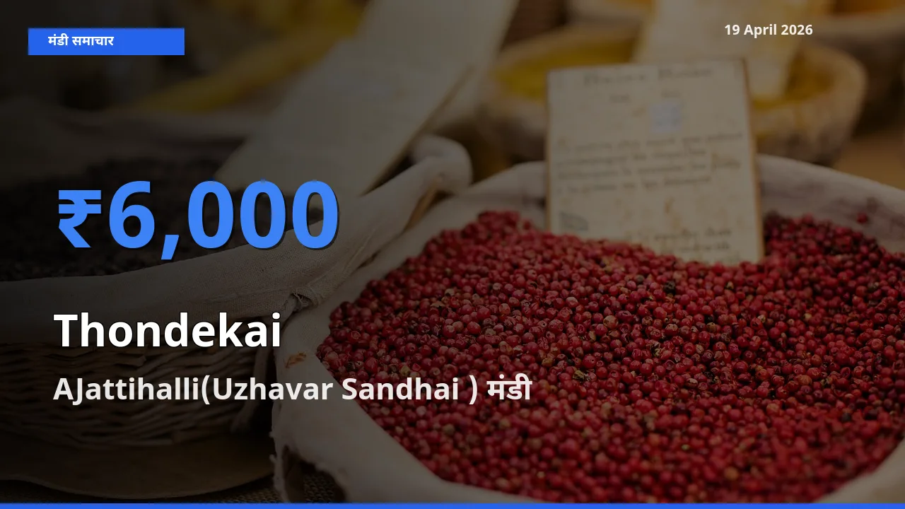 आज कुंदरू के सबसे ज़्यादा दाम AJattihalli(Uzhavar Sandhai ) मंडी में दर्ज