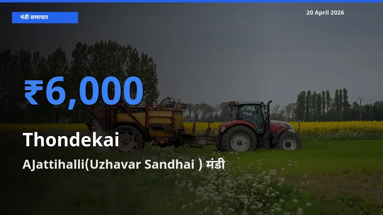 20 April अपडेट: कुंदरू के सबसे ऊँचे दाम AJattihalli(Uzhavar Sandhai ) मंडी में