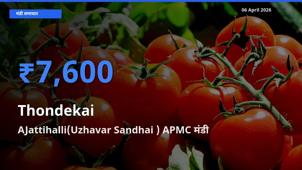 किसानों की पसंद बना AJattihalli(Uzhavar Sandhai ) APMC, कुंदरू के सबसे अच्छे दाम