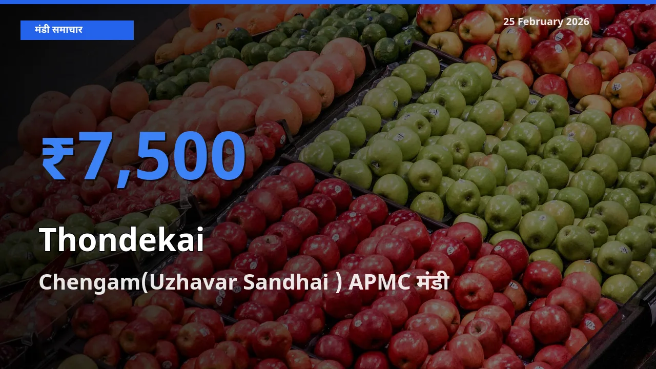 आज Thondekai के सबसे ऊँचे दाम ₹7,500 Chengam(Uzhavar Sandhai ) APMC मंडी में