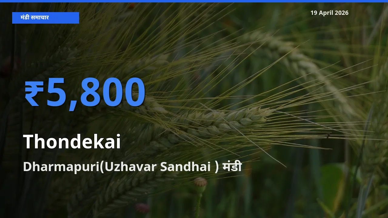 आज कुंदरू के सबसे ज़्यादा दाम Dharmapuri(Uzhavar Sandhai ) मंडी में दर्ज