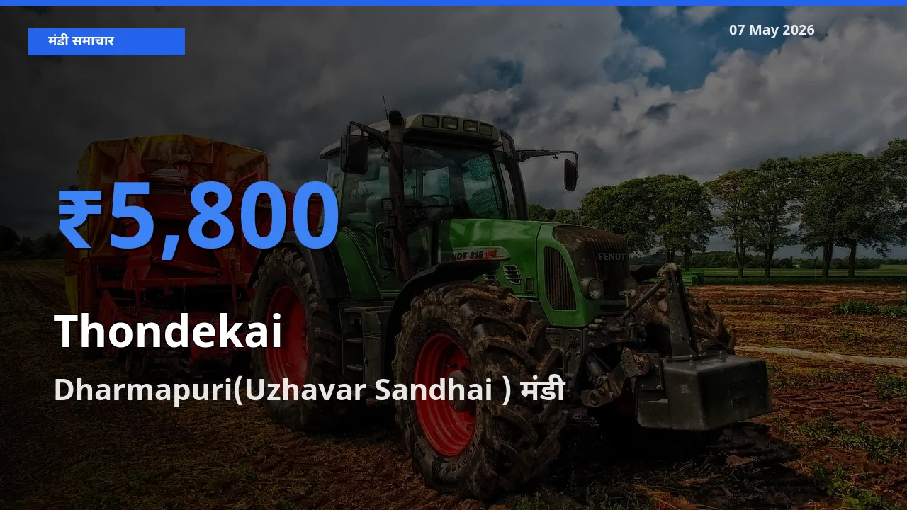 Dharmapuri(Uzhavar Sandhai ) मंडी में कुंदरू ₹5,800 पर पहुँचा – आज का सर्वोच्च भाव