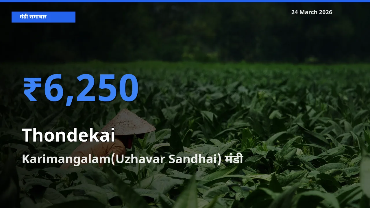 टॉप मंडी बना Karimangalam(Uzhavar Sandhai)! कुंदरू के सबसे ऊँचे दाम यहीं दर्ज