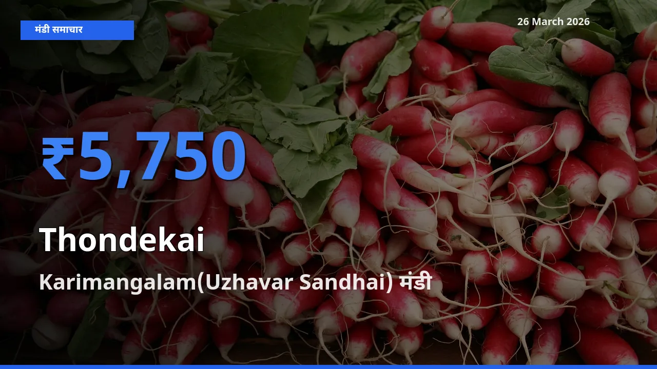 आज का मंडी भाव: कुंदरू के सबसे ज़्यादा दाम Karimangalam(Uzhavar Sandhai) में