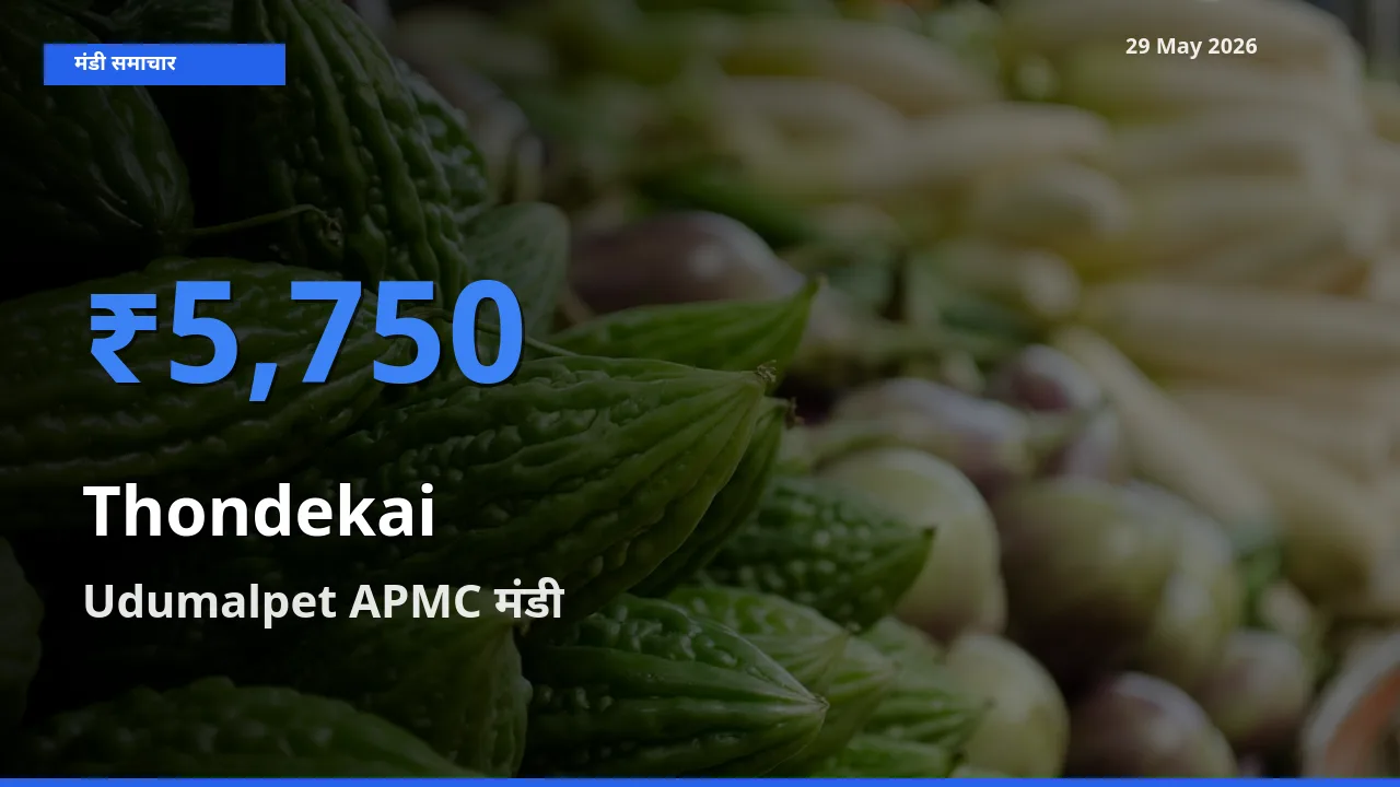 Udumalpet APMC मंडी में कुंदरू ₹5,750 पर पहुँचा – आज का सर्वोच्च भाव