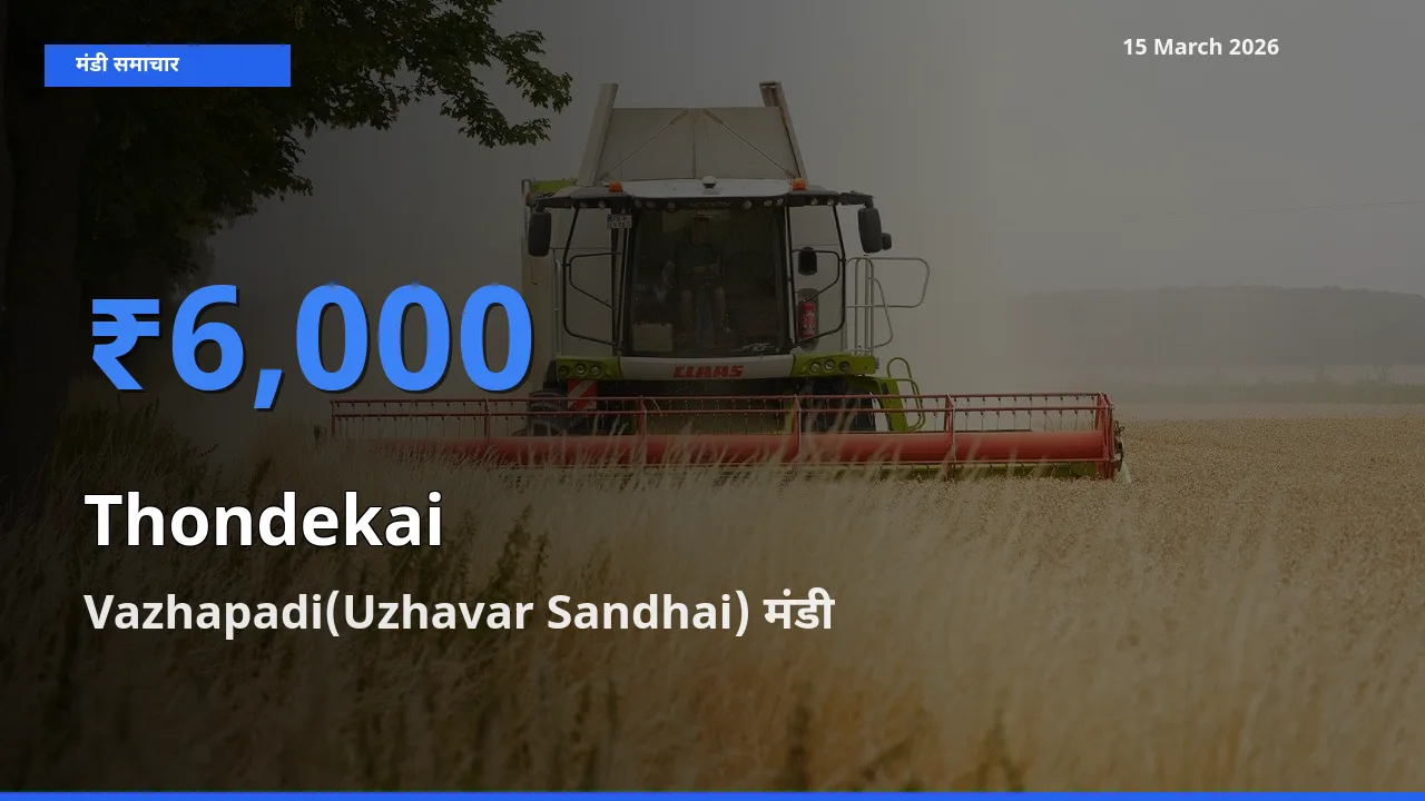 आज कुंदरू के सबसे ज़्यादा दाम Vazhapadi(Uzhavar Sandhai) मंडी में दर्ज
