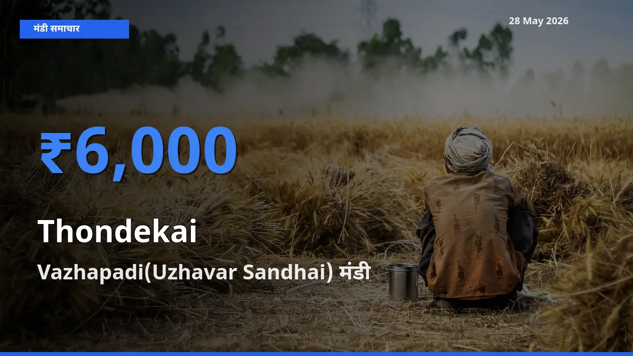 Vazhapadi(Uzhavar Sandhai) मंडी में कुंदरू ₹6,000 पर पहुँचा – आज का सर्वोच्च भाव