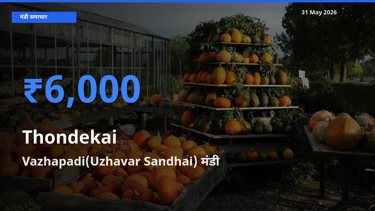 टॉप मंडी बना Vazhapadi(Uzhavar Sandhai)! कुंदरू के सबसे ऊँचे दाम यहीं दर्ज