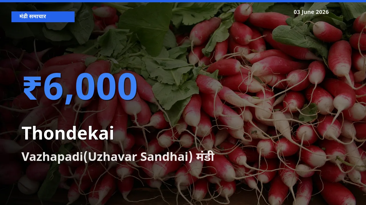 आज कुंदरू के सबसे ज़्यादा दाम Vazhapadi(Uzhavar Sandhai) मंडी में दर्ज