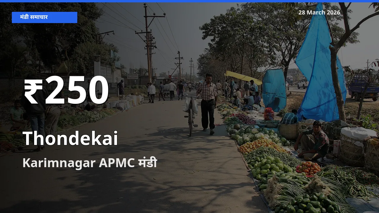 आज का मंडी भाव: Karimnagar APMC में कुंदरू 30 दिन के सबसे कम स्तर पर