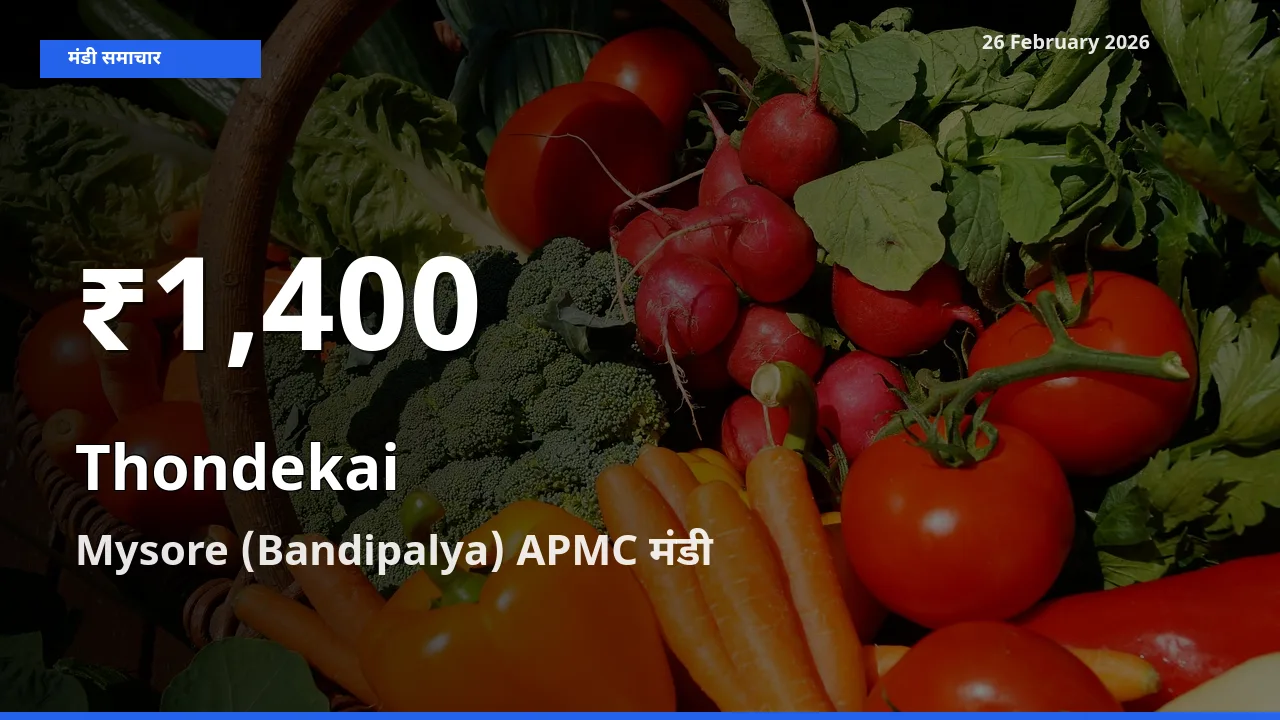 तेज़ गिरावट! Mysore (Bandipalya) APMC में Thondekai के दाम 30 दिन के निचले स्तर पर
