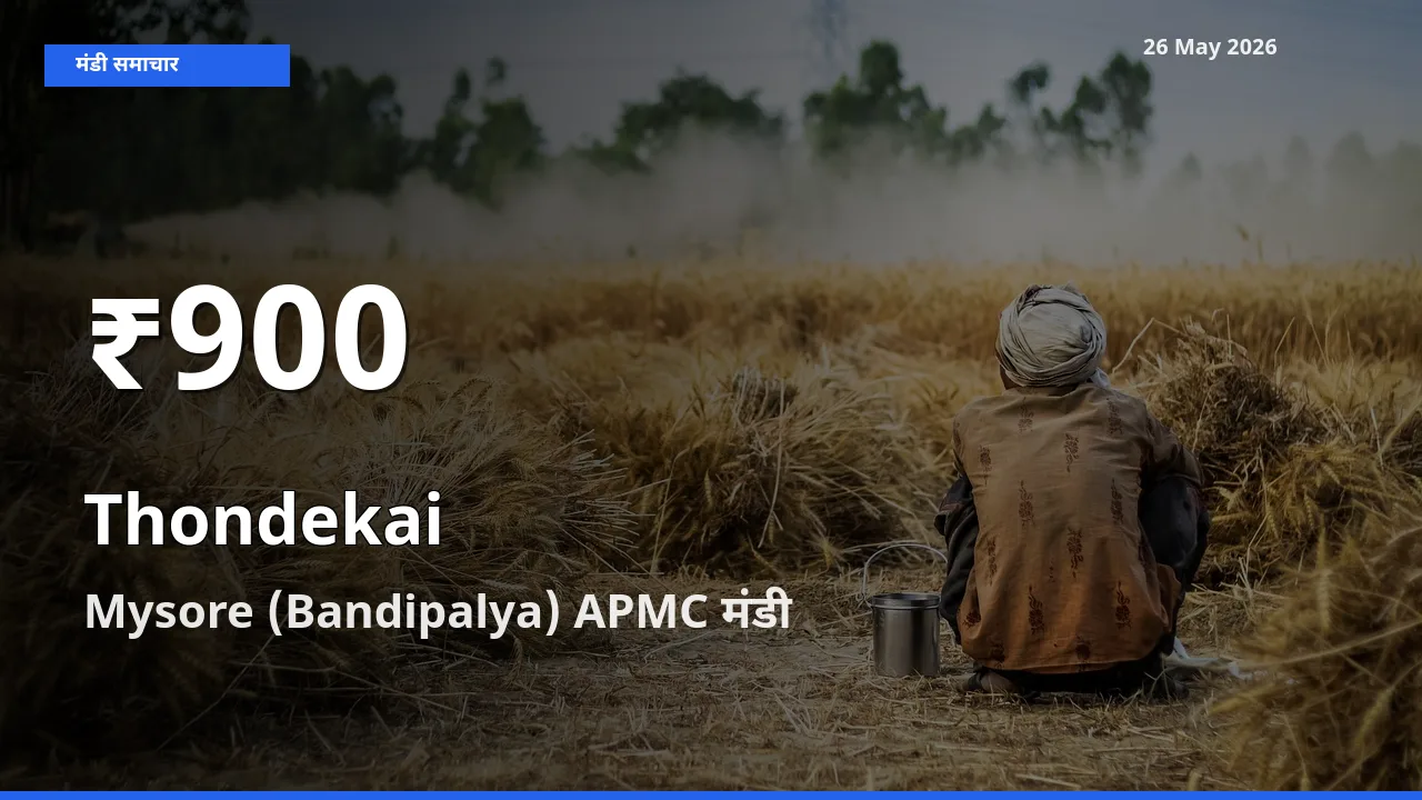 तेज़ गिरावट! Mysore (Bandipalya) APMC में कुंदरू के दाम 30 दिन के निचले स्तर पर
