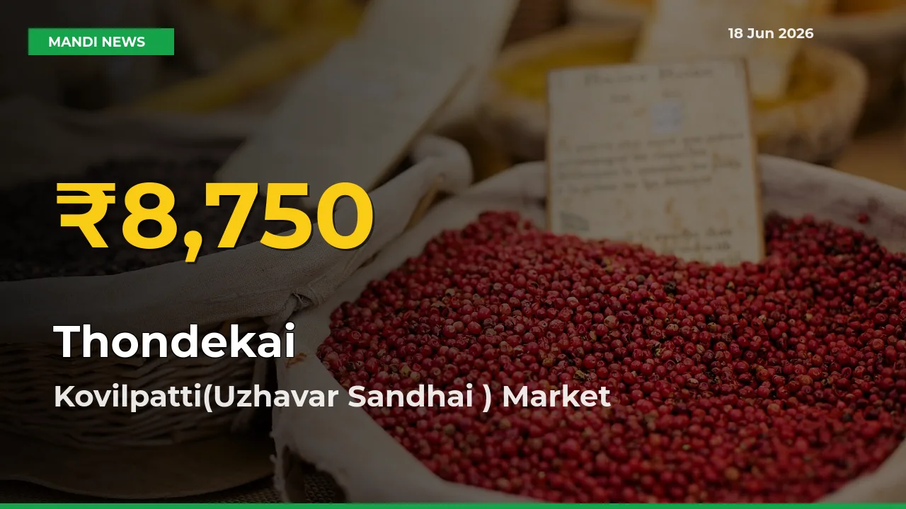 Thondekai Price Hits New High in Kovilpatti(Uzhavar Sandhai ) Today – Check Latest Mandi Rates