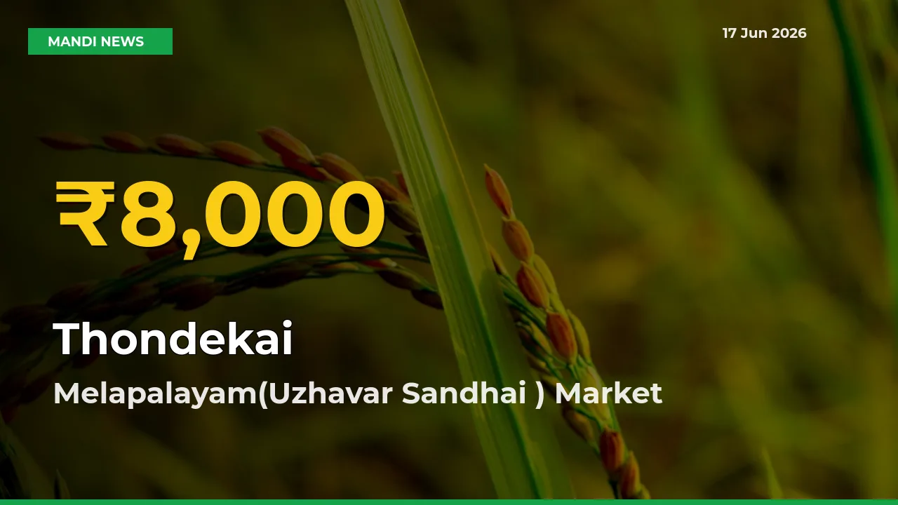 Farmers Benefit as Thondekai Rate Touches New High in Melapalayam(Uzhavar Sandhai )