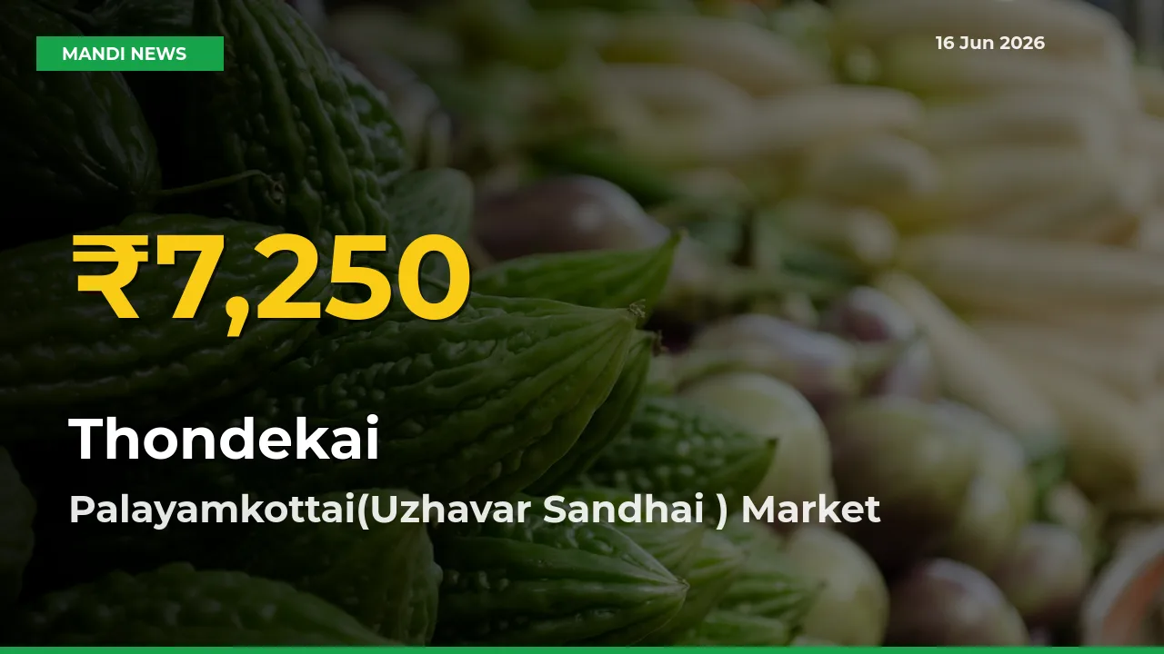 Farmers Benefit as Thondekai Rate Touches New High in Palayamkottai(Uzhavar Sandhai )
