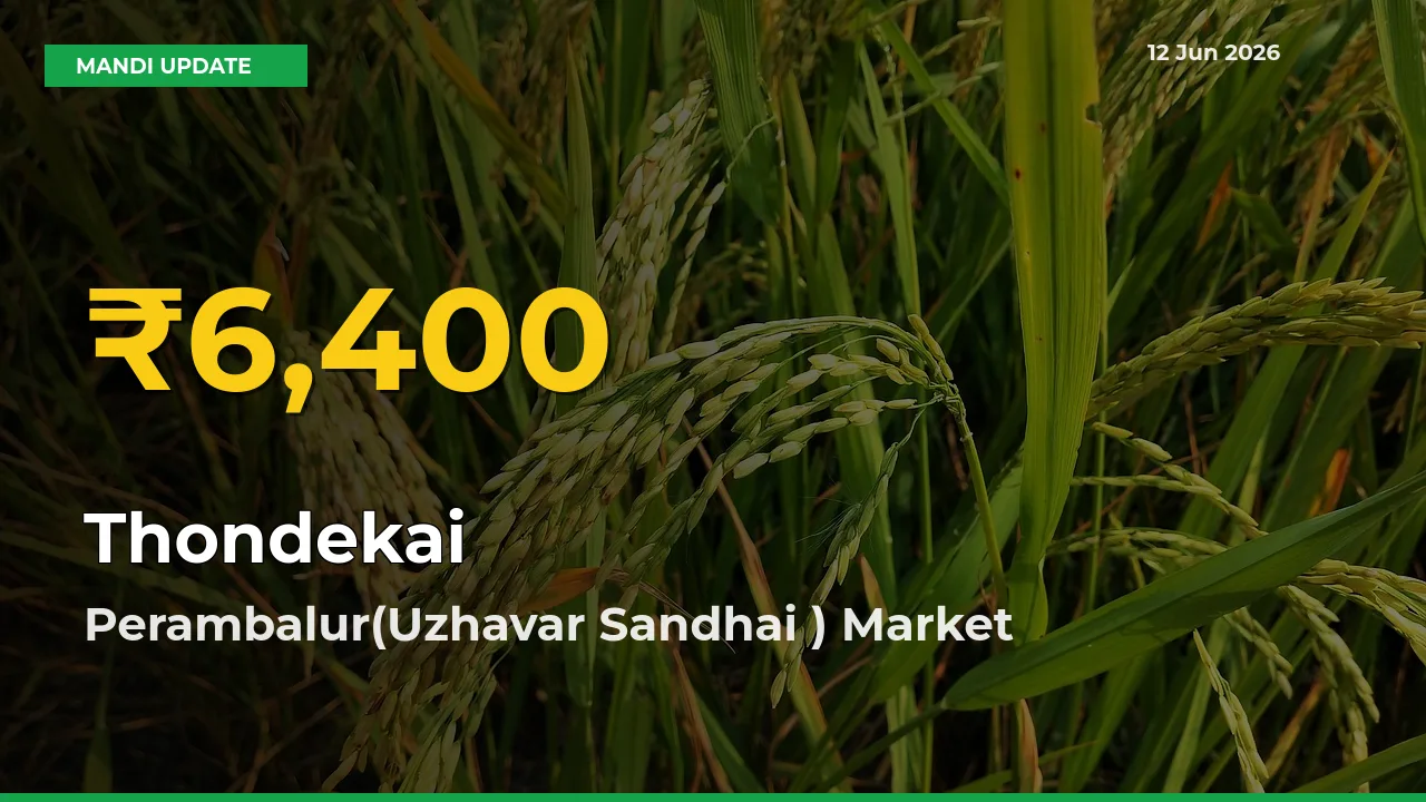 Thondekai Prices Soar to Record High in Perambalur(Uzhavar Sandhai ) – Farmers Alert Today