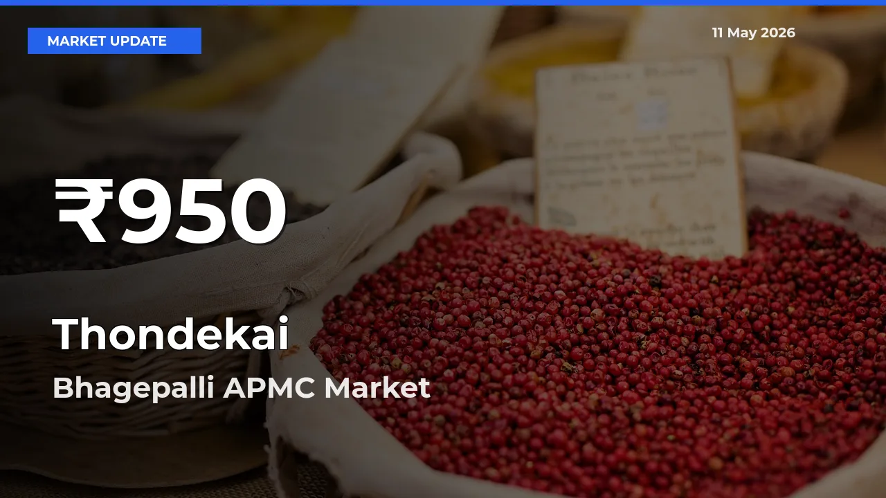 Thondekai Mandi Rate Today: 30-Day Low Recorded in Bhagepalli APMC