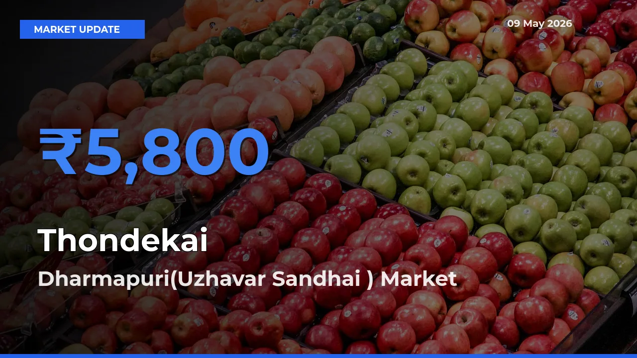 Dharmapuri(Uzhavar Sandhai ) Offers ₹5,800 – Highest Thondekai Rate Today