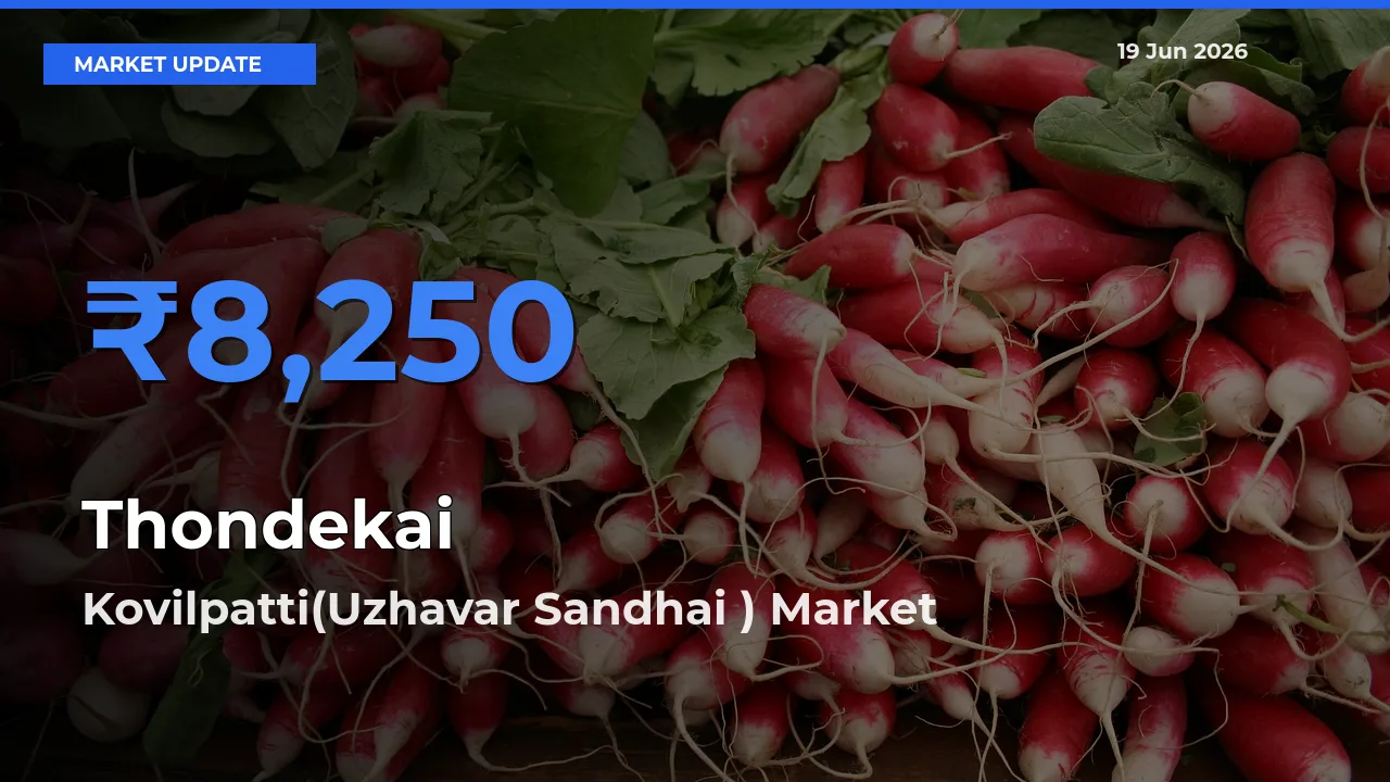 Thondekai Mandi Rate Today: Kovilpatti(Uzhavar Sandhai ) Tops the List