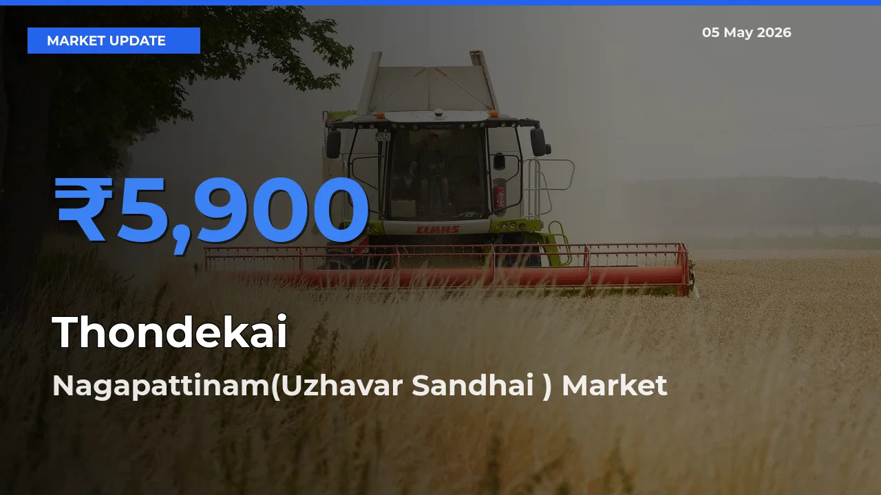 Thondekai Mandi Rate Today: Nagapattinam(Uzhavar Sandhai ) Tops the List