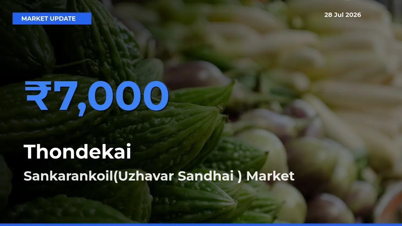 Farmers Prefer Sankarankoil(Uzhavar Sandhai ), Tenkasi, Tamil Nadu as Thondekai Hits Highest Rate