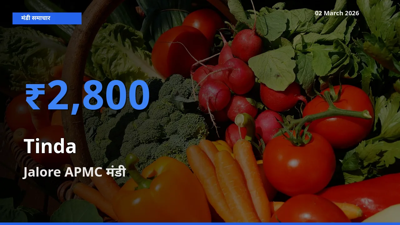 बाज़ार संकेत: Jalore APMC बना Tinda के लिए आज की टॉप मंडी