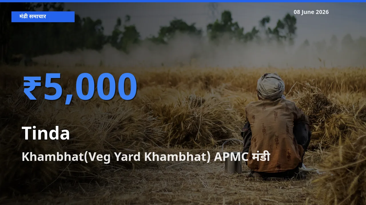 Khambhat(Veg Yard Khambhat) APMC में टिंडा का आज सबसे ऊँचा भाव