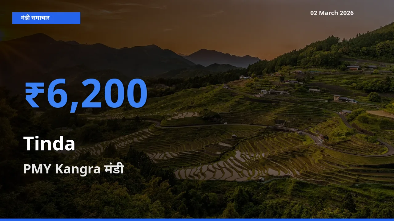 आज का मंडी भाव: Tinda के सबसे ज़्यादा दाम PMY Kangra में