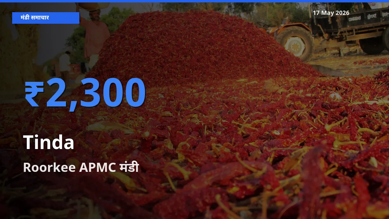 आज टिंडा के सबसे ज़्यादा दाम Roorkee APMC मंडी में दर्ज