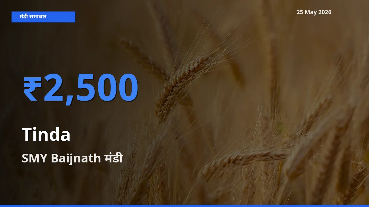 आज टिंडा के सबसे ज़्यादा दाम SMY Baijnath मंडी में दर्ज