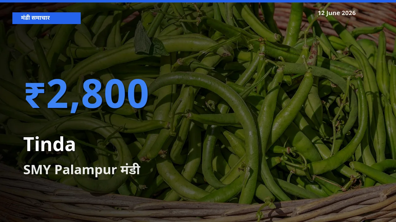 आज का मंडी भाव: टिंडा के सबसे ज़्यादा दाम SMY Palampur में