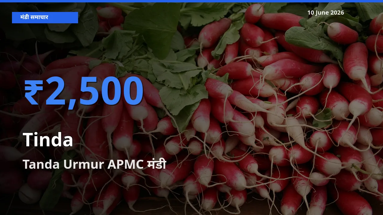 आज का मंडी भाव: टिंडा के सबसे ज़्यादा दाम Tanda Urmur APMC में