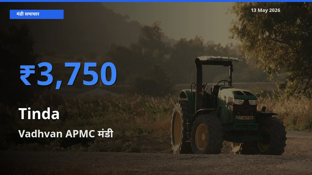 आज का मंडी भाव: टिंडा के सबसे ज़्यादा दाम Vadhvan APMC में
