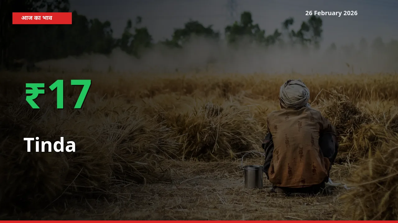 बाज़ार संकेत: Tinda के भाव मंडी में 17% ऊपर