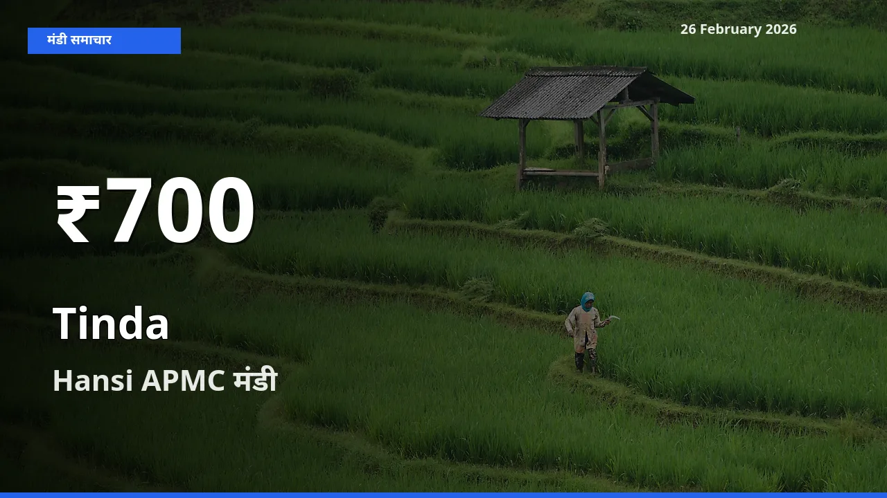 आज का मंडी भाव: Hansi APMC में Tinda 30 दिन के सबसे कम स्तर पर