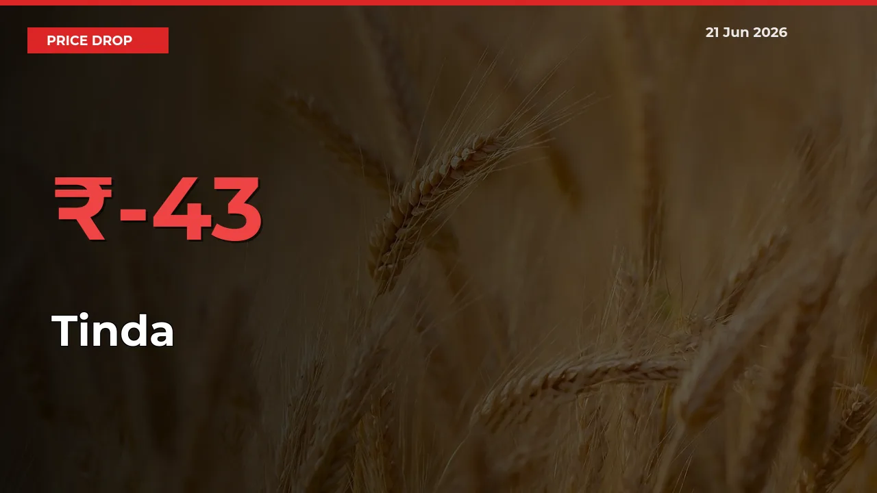Farmers Alert as Tinda Prices Slide 42.9% in Local Mandis