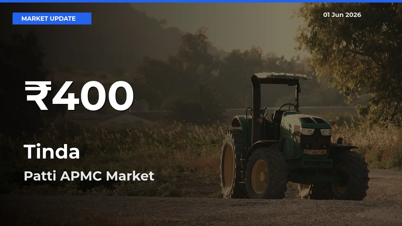 Big Drop! Tinda Slides to 30-Day Low at Patti APMC