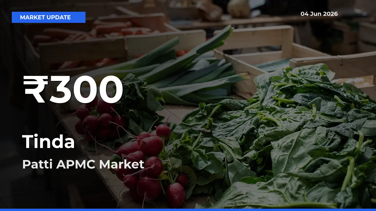 Big Drop! Tinda Slides to 30-Day Low at Patti APMC