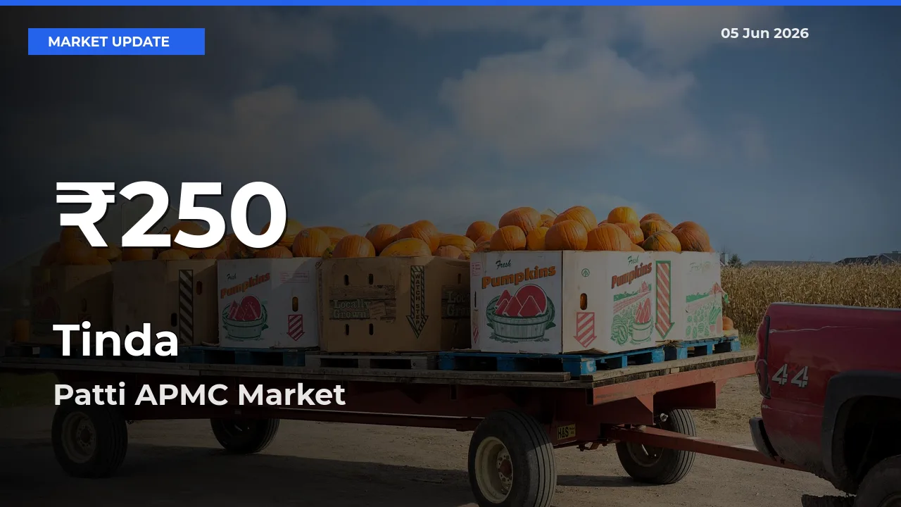 Sharp Fall! Tinda Prices Drop to 30-Day Low in Patti APMC