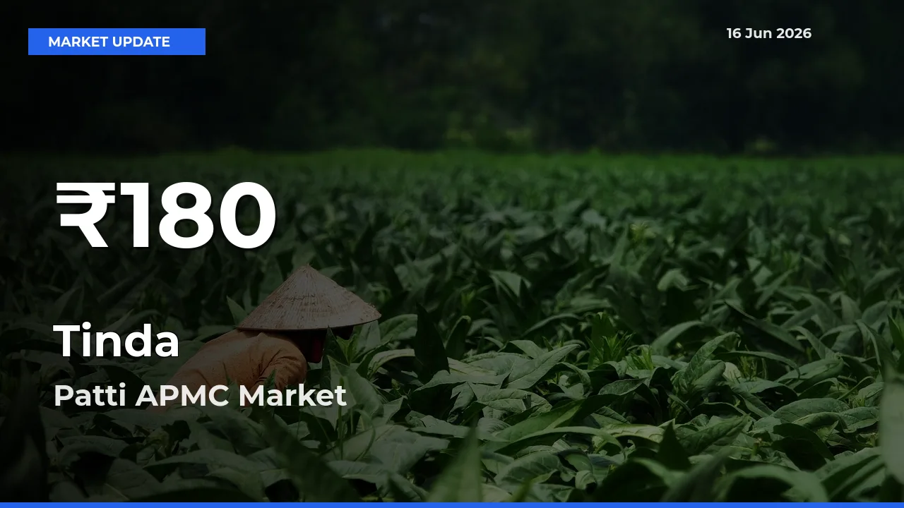 Tinda Mandi Rate Today: 30-Day Low Recorded in Patti APMC