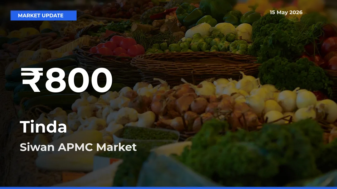 Tinda Hits 30-Day Low in Siwan APMC