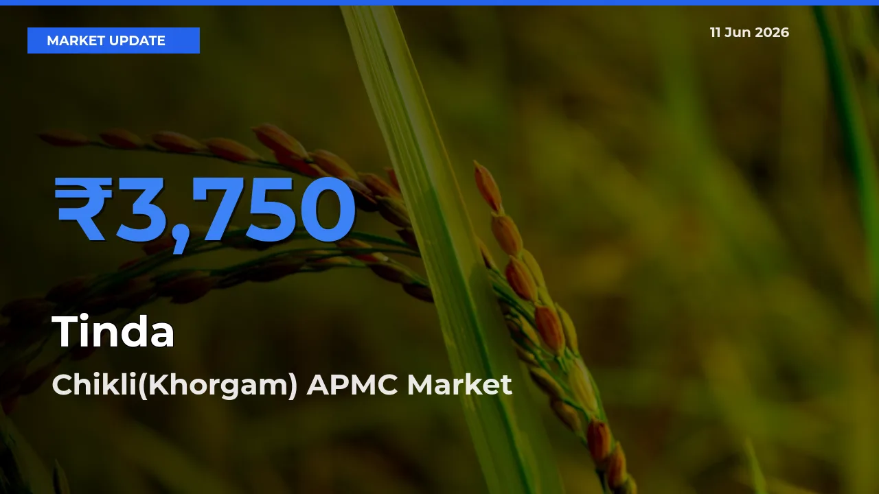 Market Watch: Chikli(Khorgam) APMC Becomes Top Mandi for Tinda