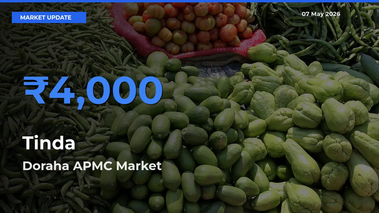 Doraha APMC Leads as Top Mandi for Tinda Prices