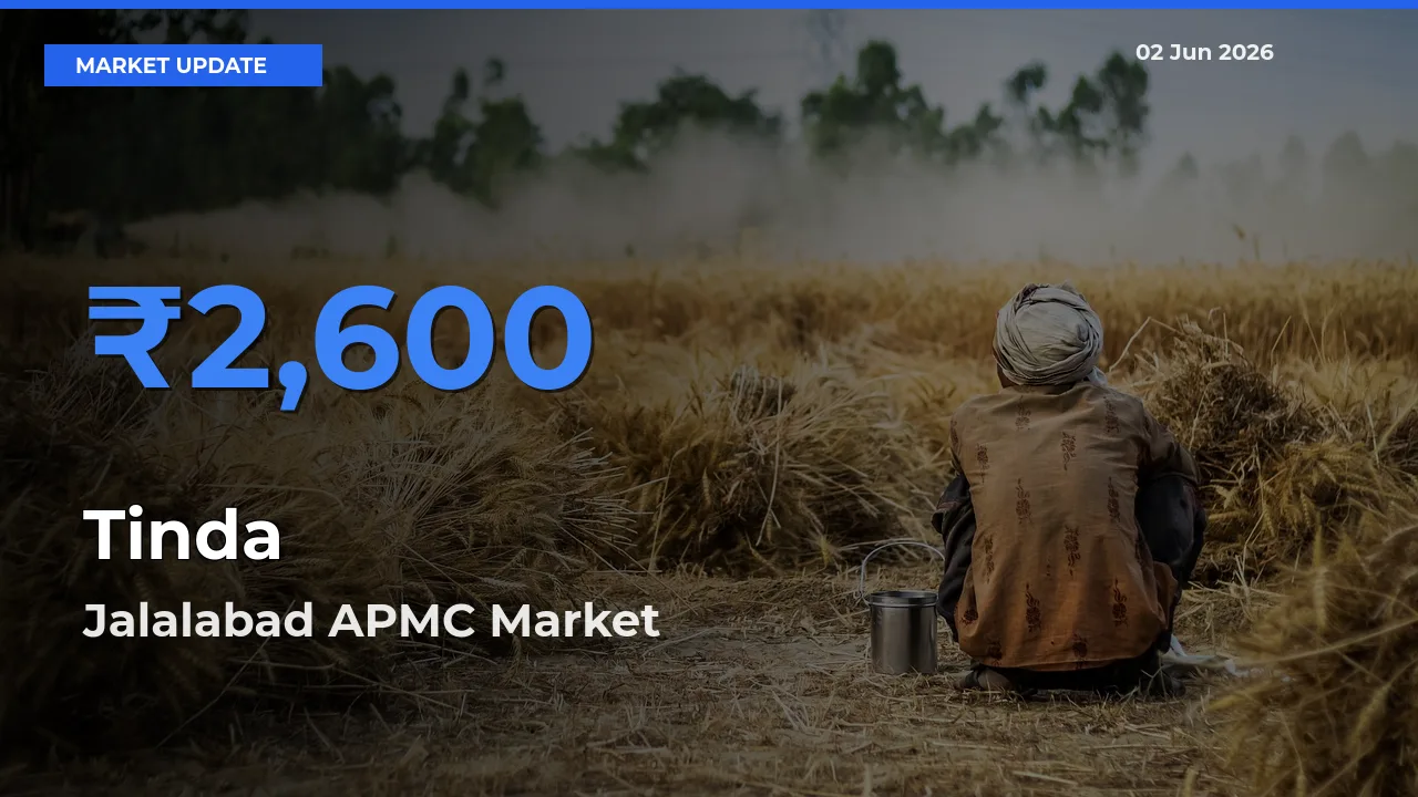 Farmers Prefer Jalalabad APMC as Tinda Hits Highest Rate
