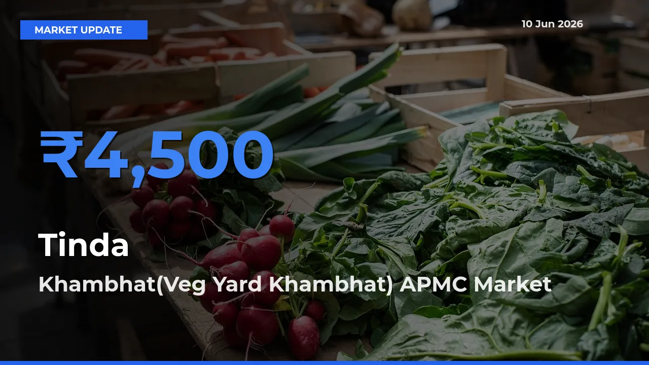 Khambhat(Veg Yard Khambhat) APMC Tops Tinda Mandi Rates Today