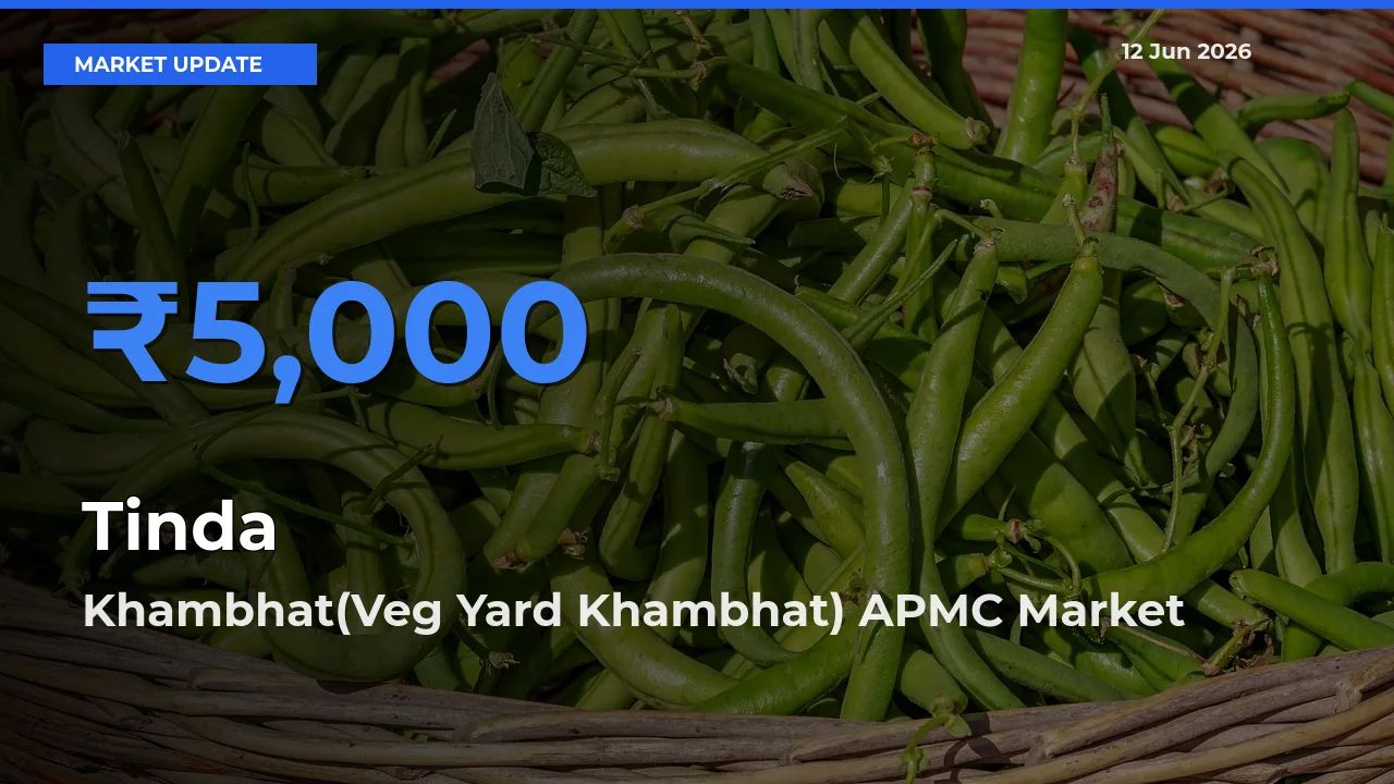 Khambhat(Veg Yard Khambhat) APMC Records Highest ₹5,000 Rate for Tinda