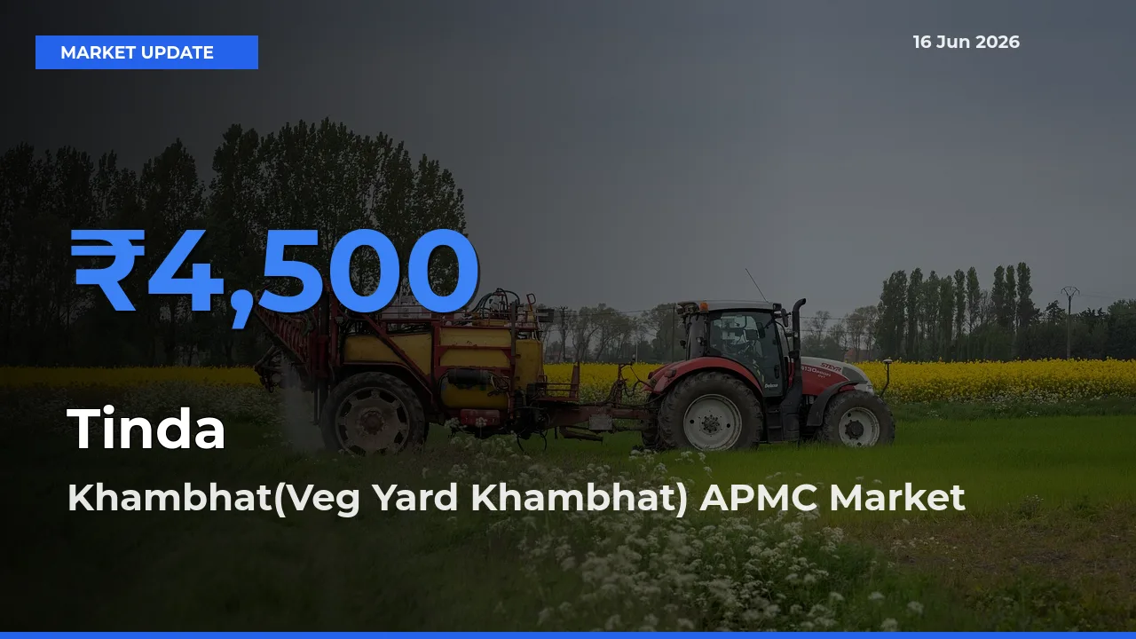 Market Watch: Khambhat(Veg Yard Khambhat) APMC Becomes Top Mandi for Tinda