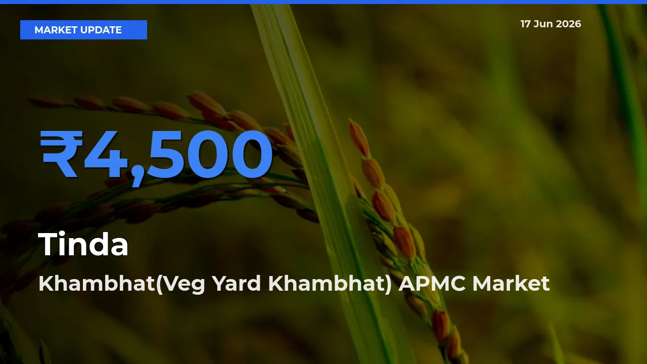 Khambhat(Veg Yard Khambhat) APMC Offers ₹4,500 – Highest Tinda Rate Today