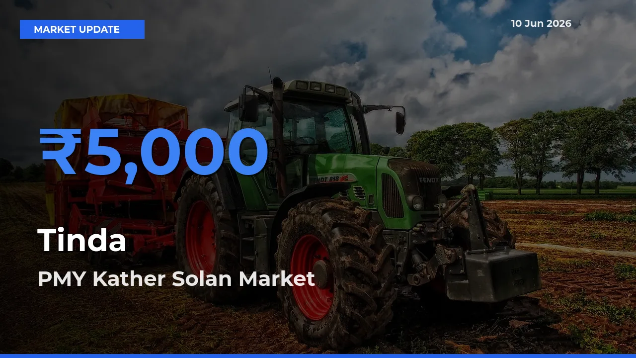 PMY Kather Solan Offers ₹5,000 – Highest Tinda Rate Today