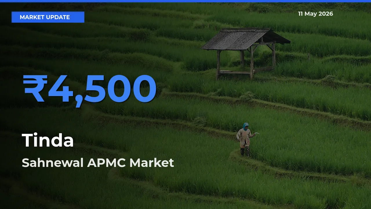 Top Performer! Sahnewal APMC Offers Best Tinda Price Today